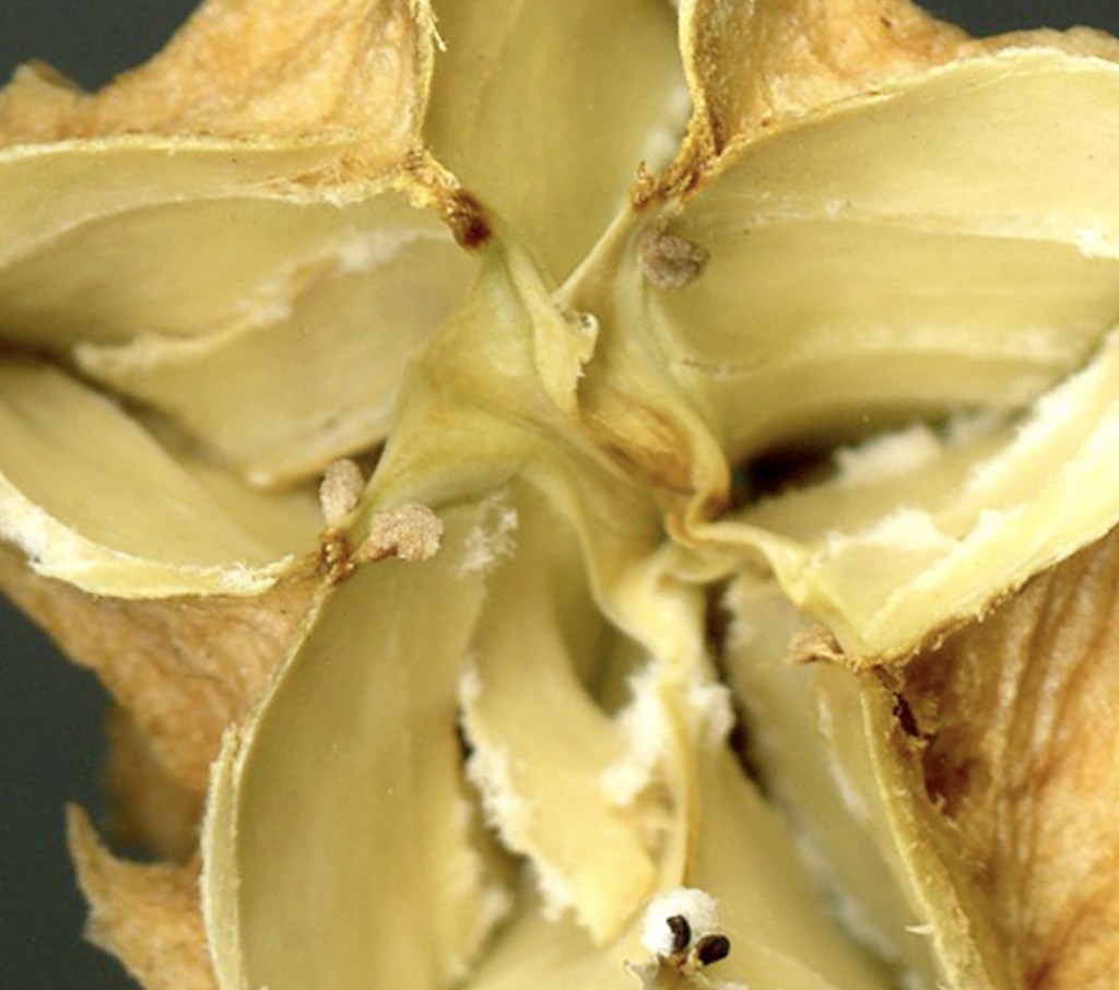 Descendant of Eight Thousand Years (The Star Inside) - High-resolution scan of an apple's center, by artist Catherine Rutgers